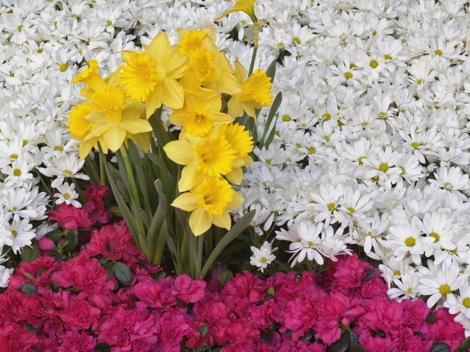 Yellow daffodils with white and pink flowers