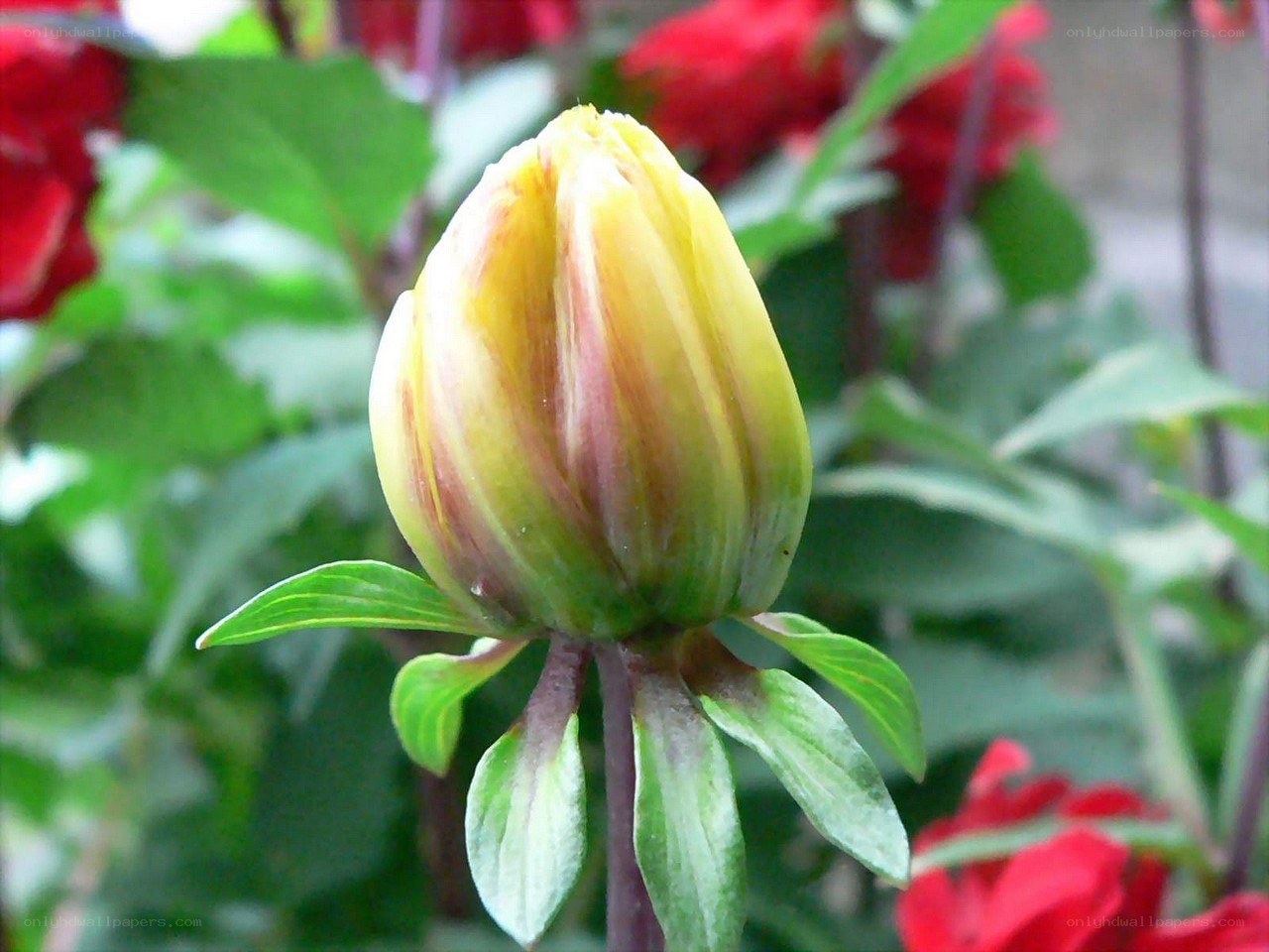 Yellow dahlia bud in garden