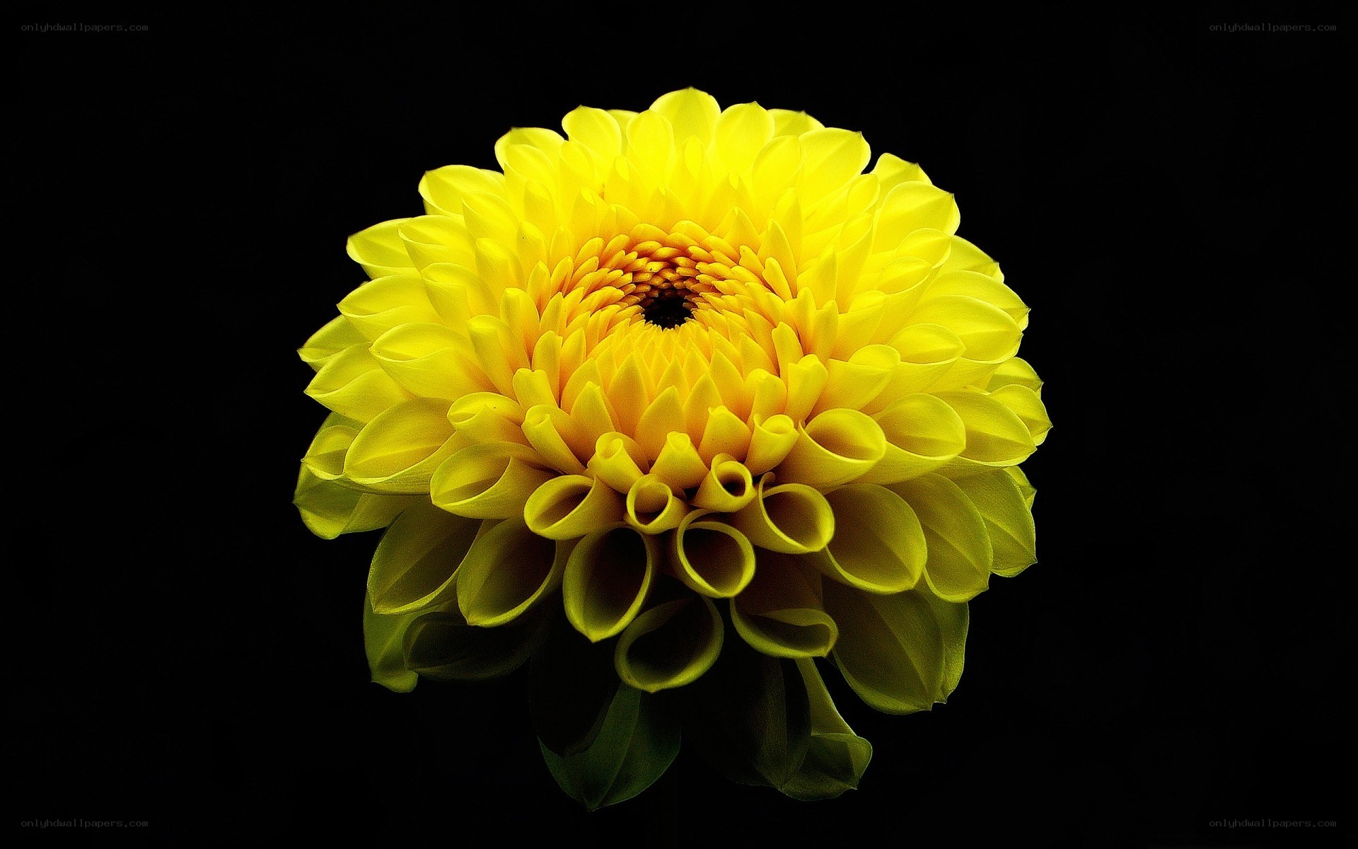 Yellow dahlia flower