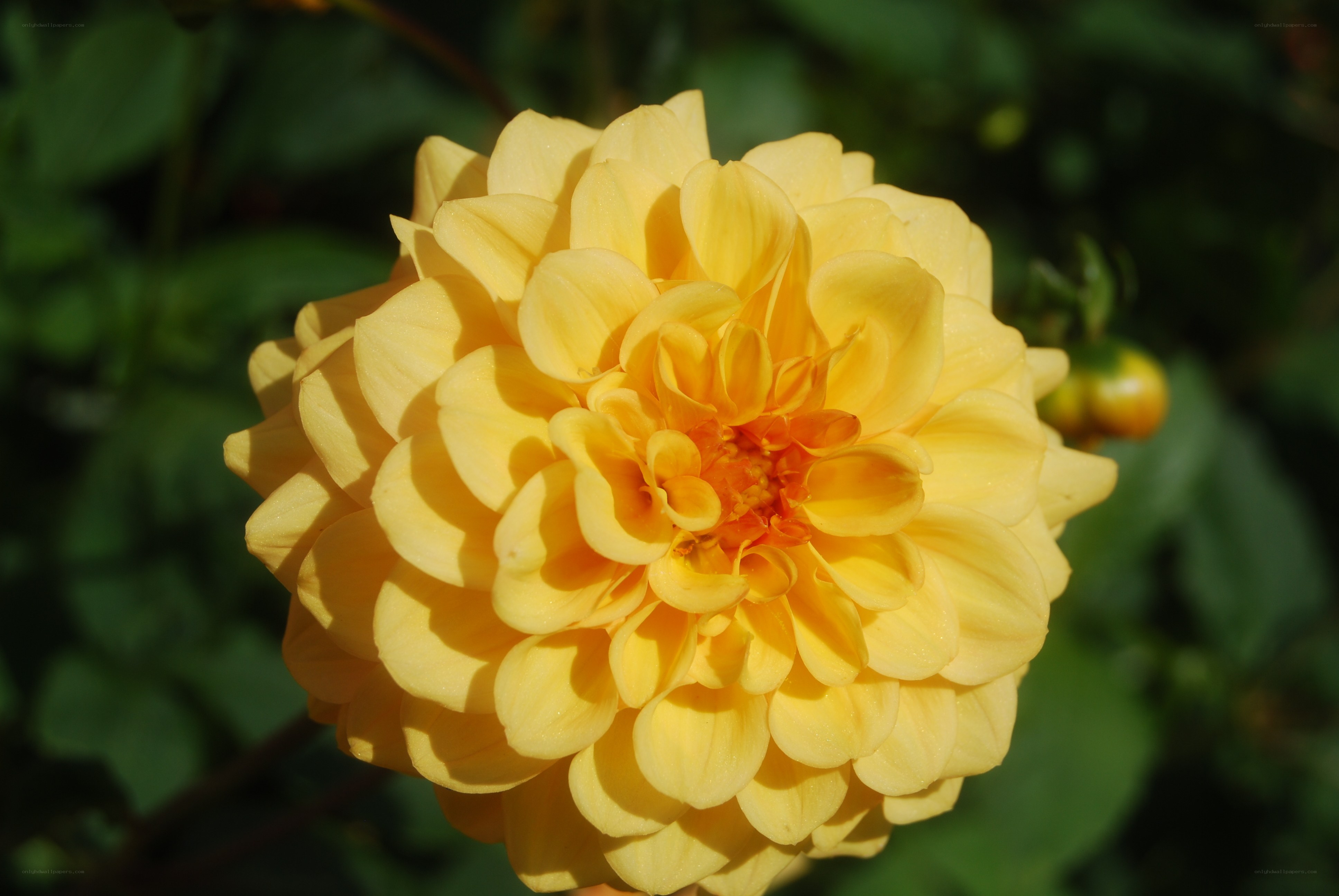 Yellow dahlia flower