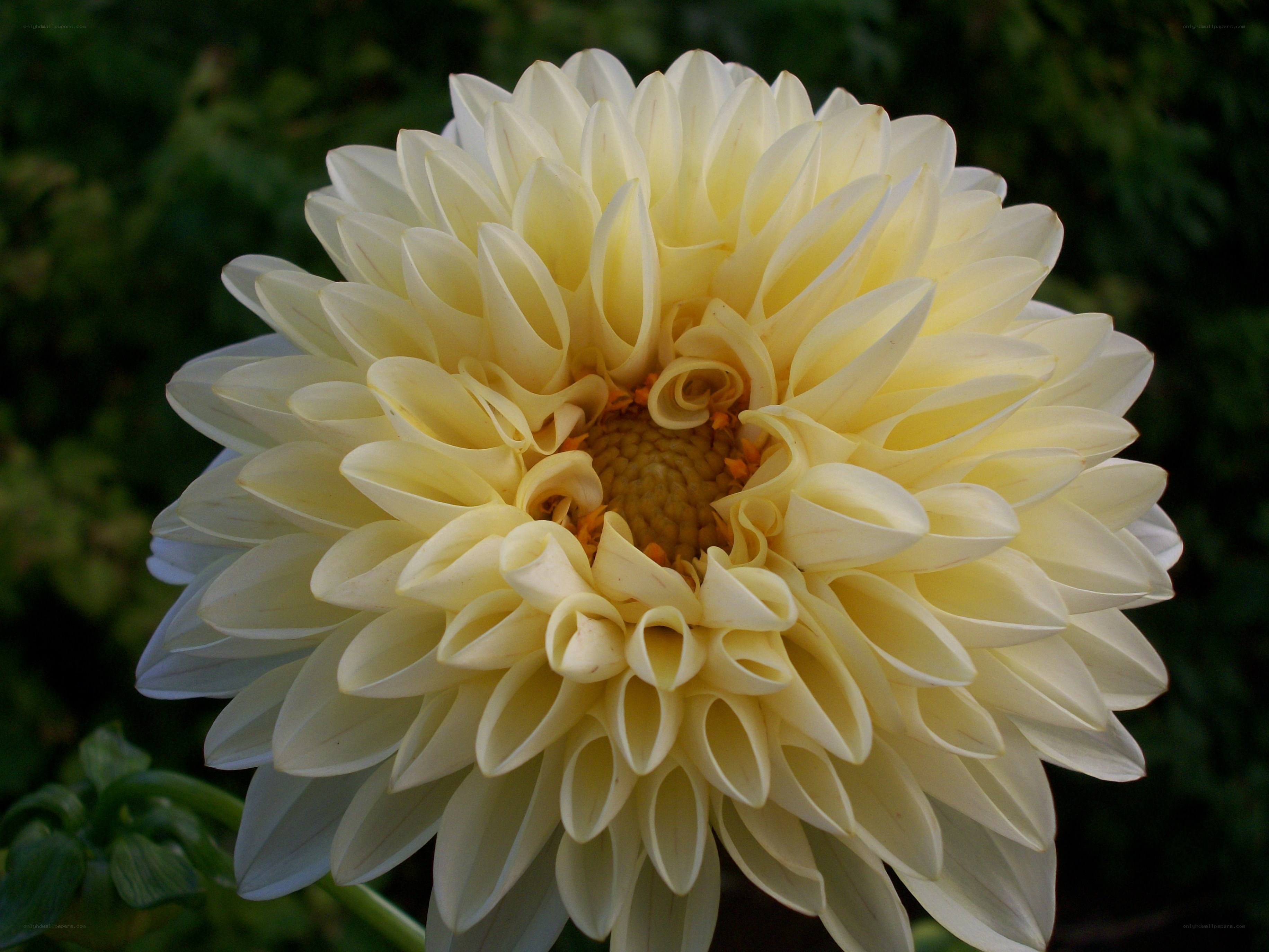 yellow dahlia flower