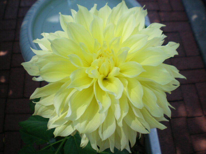 Yellow dahlia flower