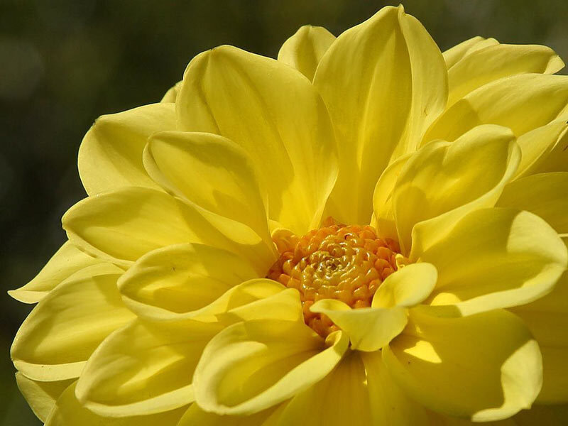 yellow dahlia flower