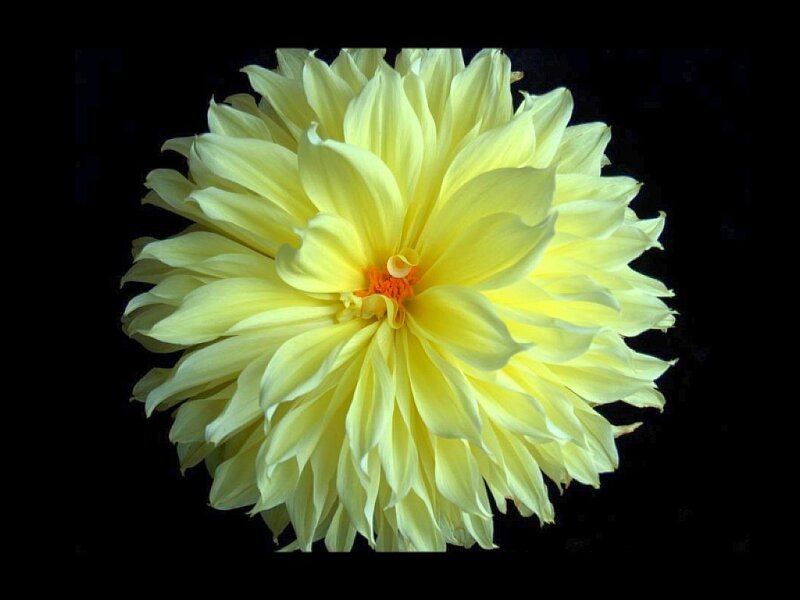 yellow dahlia flower