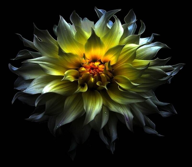 Yellow dahlia flower