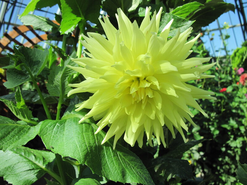 Yellow Dahlia Flower — Bright, Afternoon