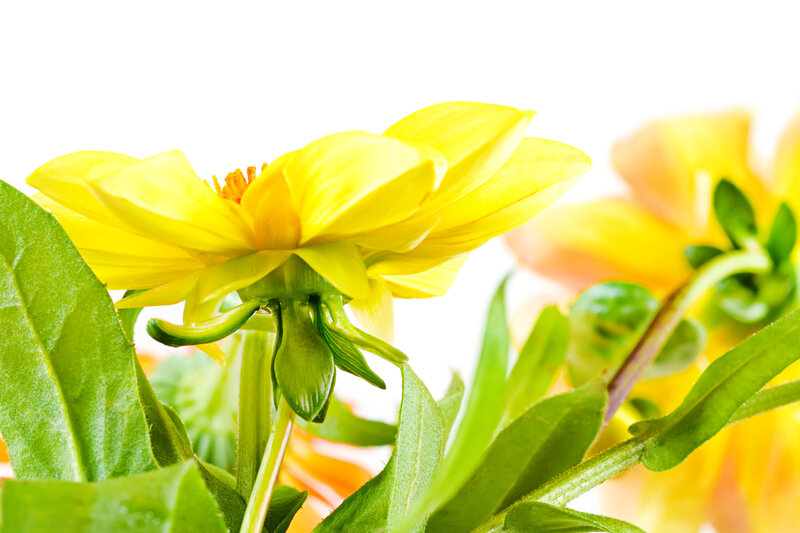 Yellow Dahlia Flower — Bright