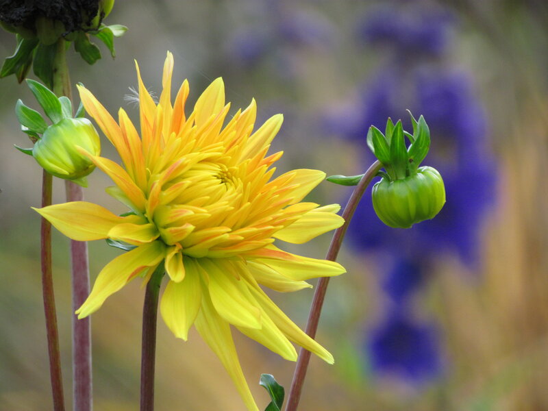 Yellow Dahlia Flower — Calm, Afternoon