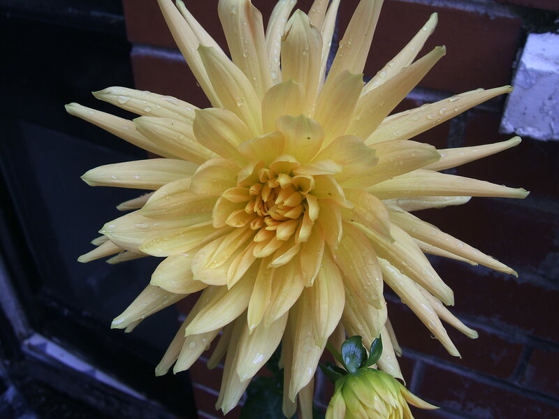 Yellow Dahlia Flower — Calm, Photograph, Brick Wall