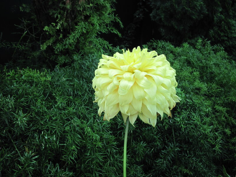 Yellow Dahlia Flower — Calm, Photograph, Green Foliage