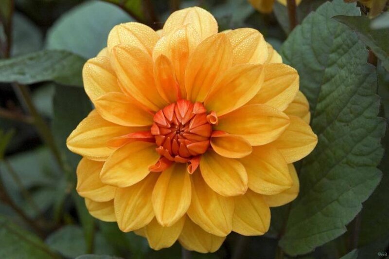 Yellow Dahlia Flower — Calm, Photograph, Green Leaves
