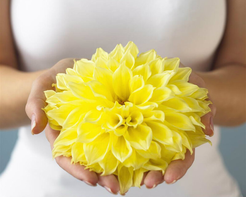Yellow Dahlia Flower — Calm, Photograph, Hands