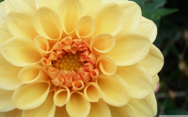 Yellow Dahlia Flower — Calm, Photograph, Petals, Center