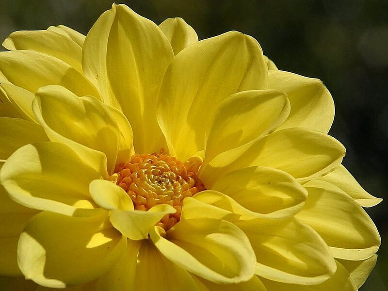 Yellow Dahlia Flower — Calm
