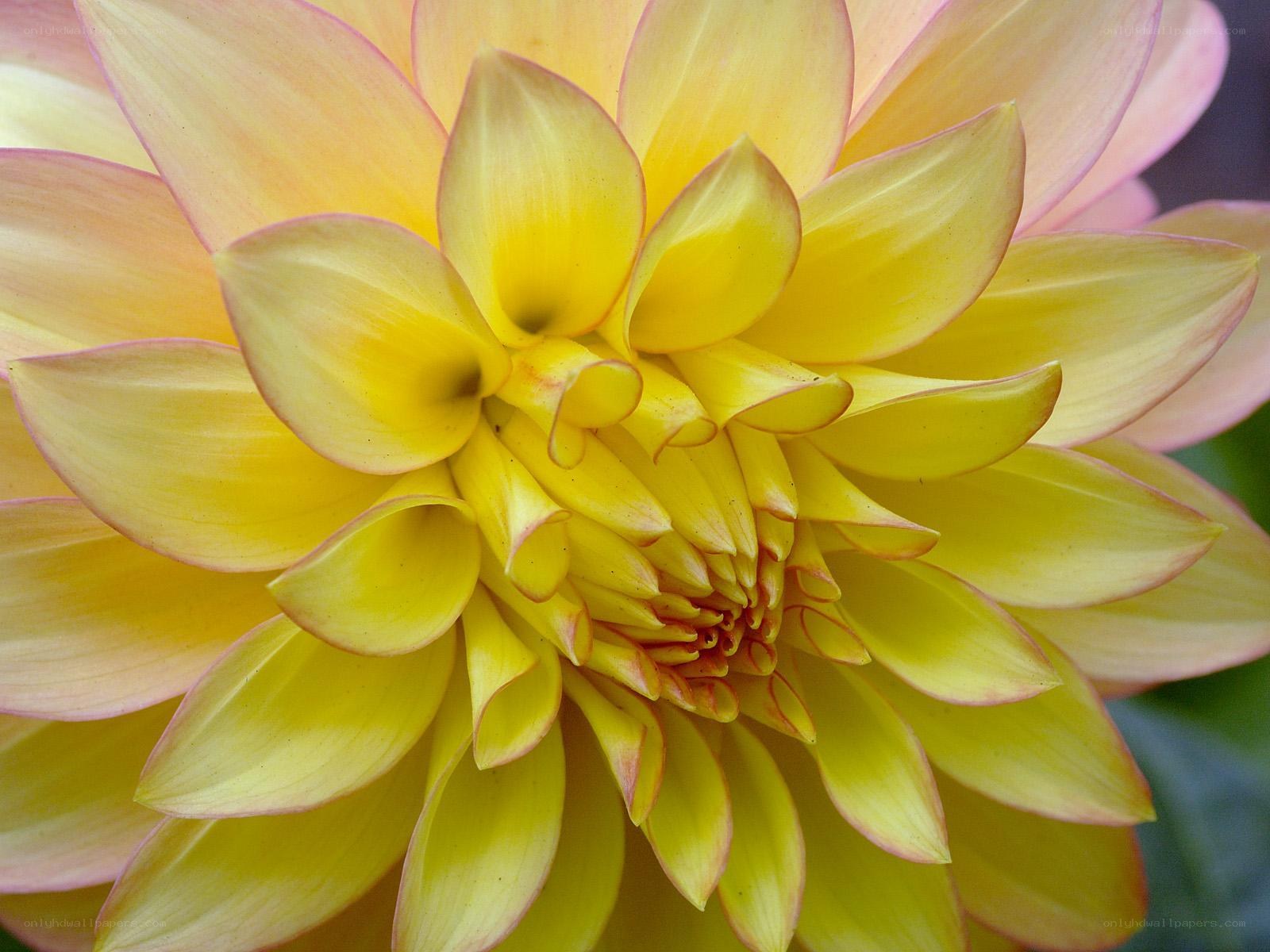 yellow dahlia flower close-up