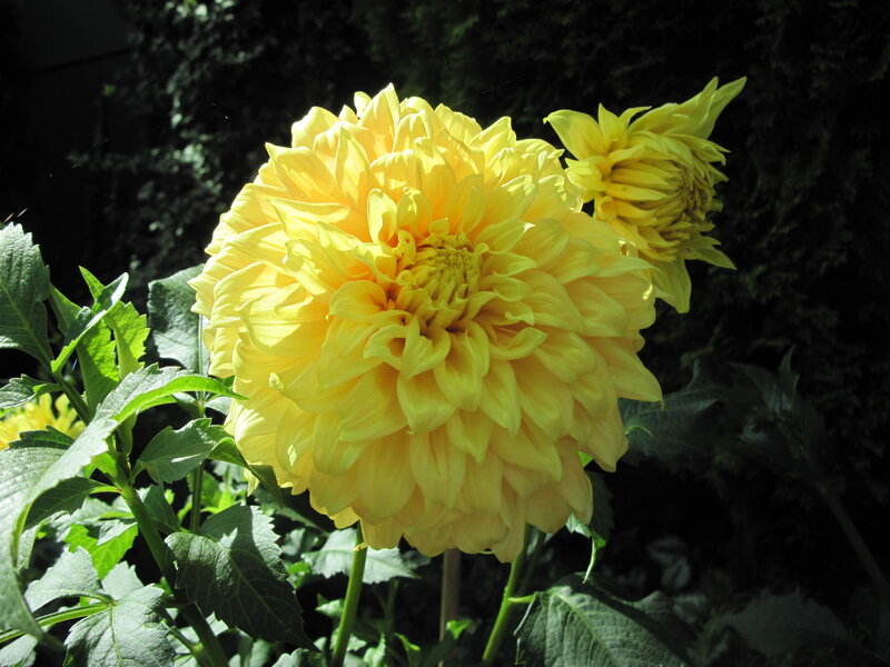 Yellow Dahlia Flower — Dramatic, Afternoon