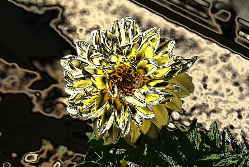Yellow Dahlia Flower — Dramatic, Digital Art