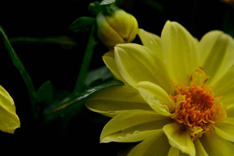 Yellow Dahlia Flower — Dramatic, Photograph, Bud