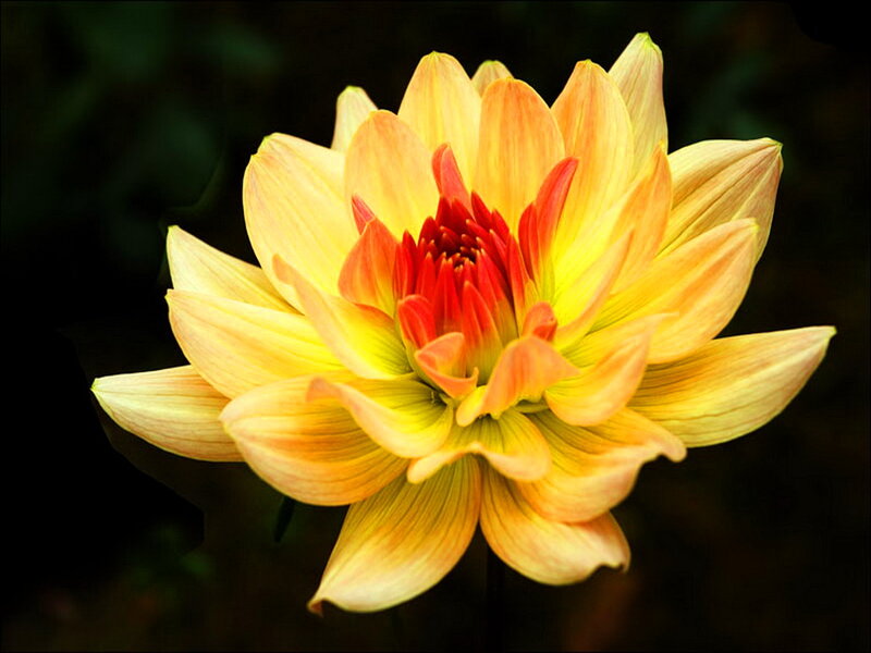 Yellow Dahlia Flower — Dramatic, Photograph, Petals