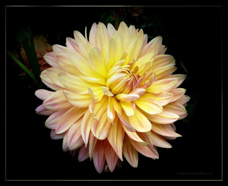 Yellow Dahlia Flower — Dramatic, Photograph