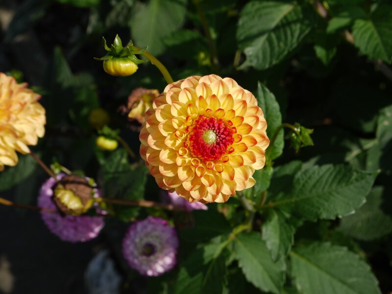 Yellow dahlia flower in bloom