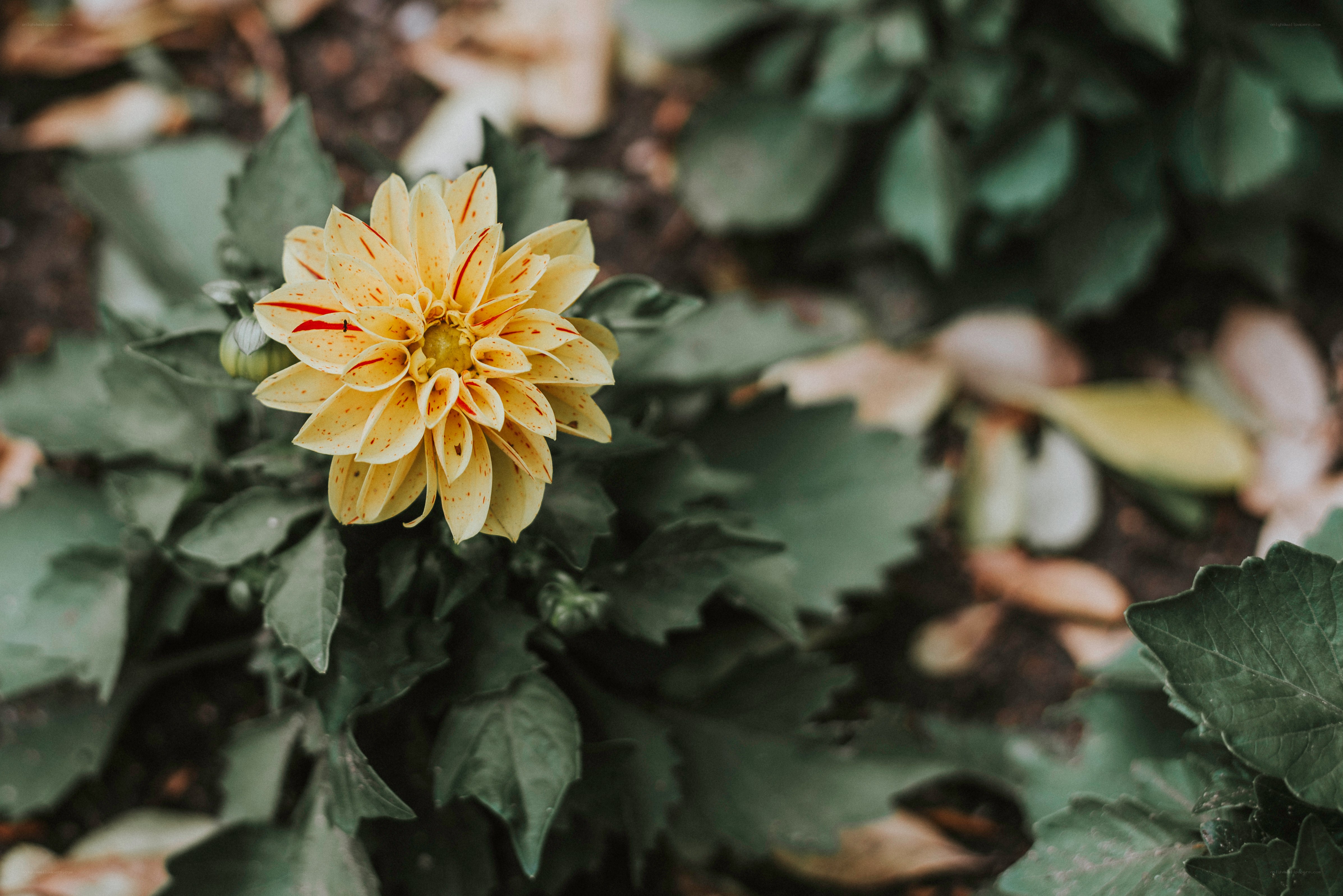 yellow dahlia flower in garden