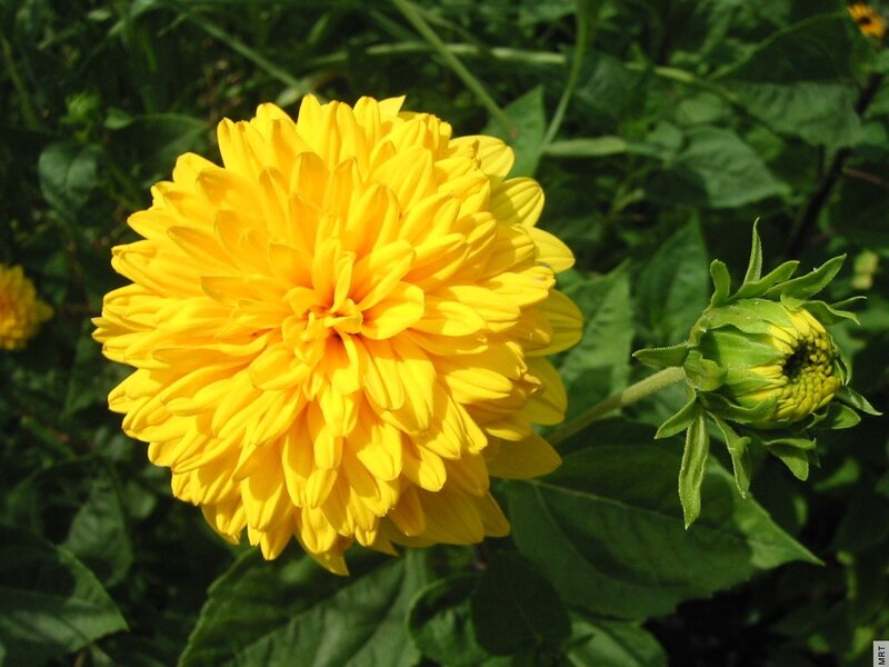 Yellow Dahlia Flower — Natural, Afternoon, Photograph, Bud