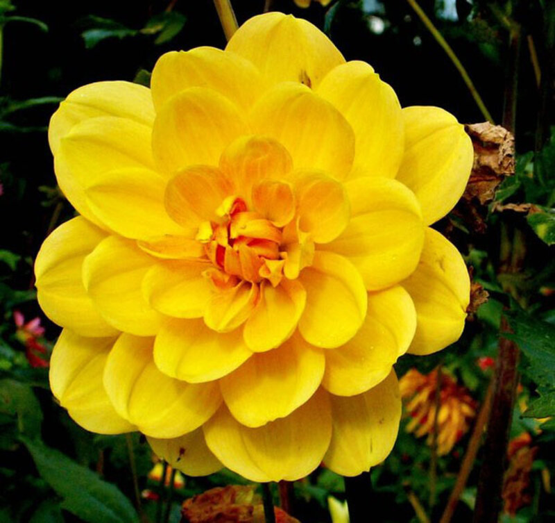 Yellow Dahlia Flower — Natural, Afternoon, Photograph, Green Leaves, Flower Center