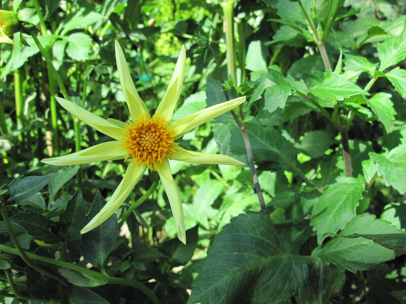 Yellow Dahlia Flower — Natural, Afternoon, Photograph