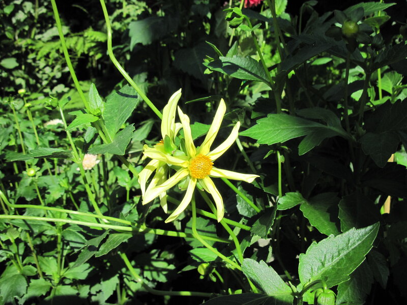 Yellow Dahlia Flower — Natural, Afternoon