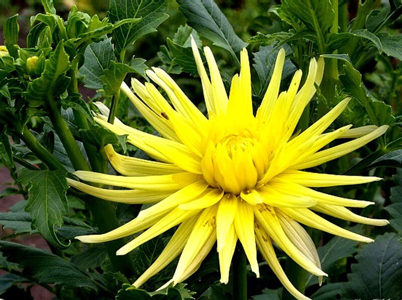 Yellow Dahlia Flower — Natural