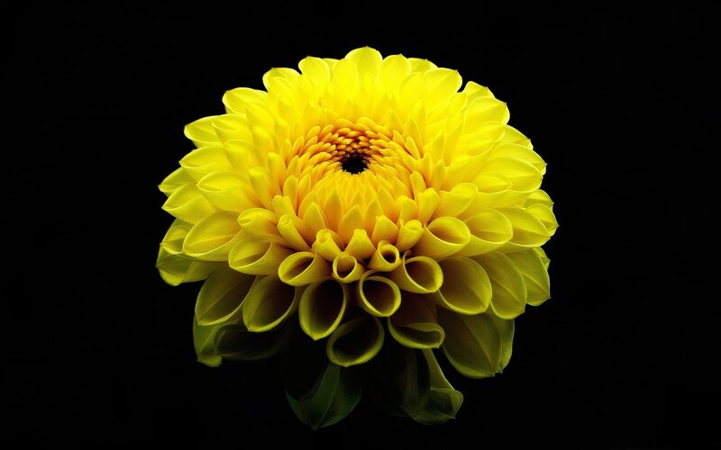 Yellow Dahlia Flower — Photograph