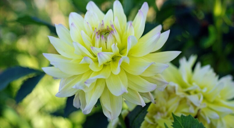 Yellow Dahlia Flower — Serene, Afternoon, Photograph, Leaves