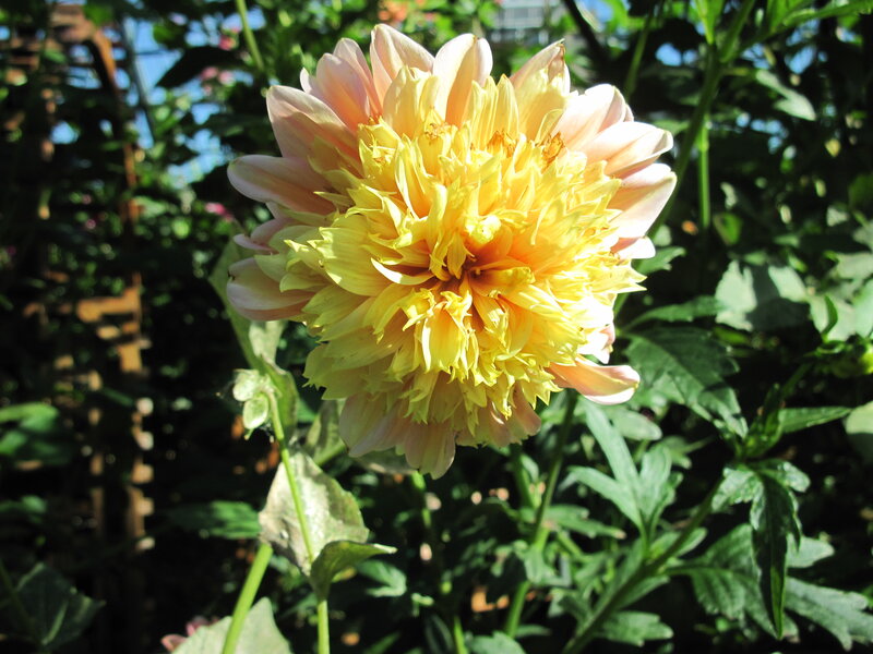 Yellow Dahlia Flower — Serene, Afternoon