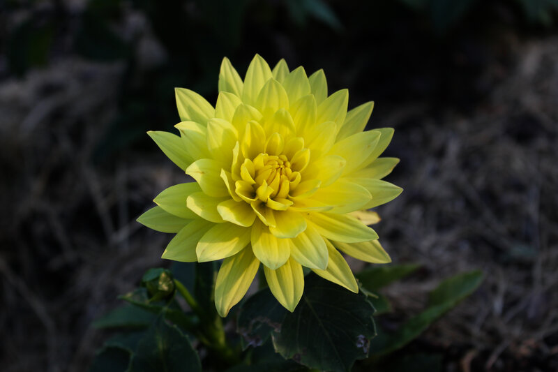 Yellow Dahlia Flower — Serene, Photograph, Leaf