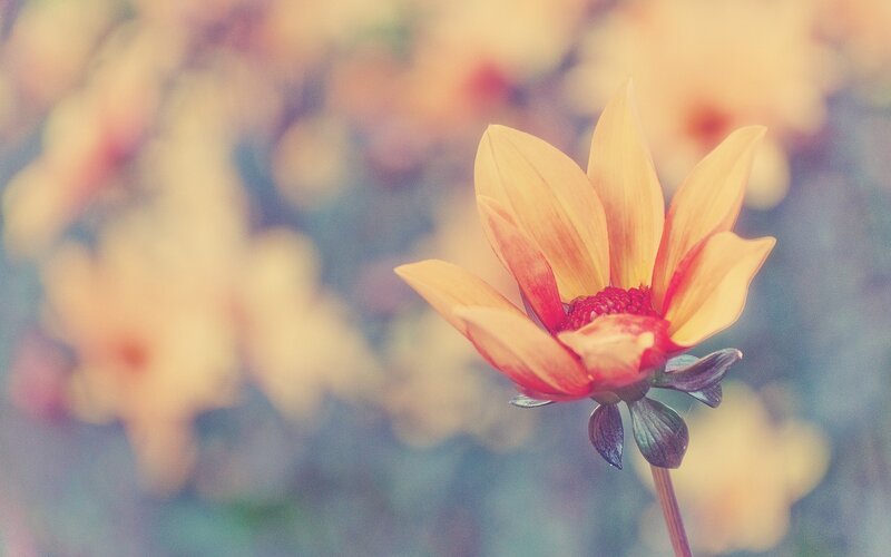 Yellow Dahlia Flower — Serene, Photograph, Stem, Blurred Background