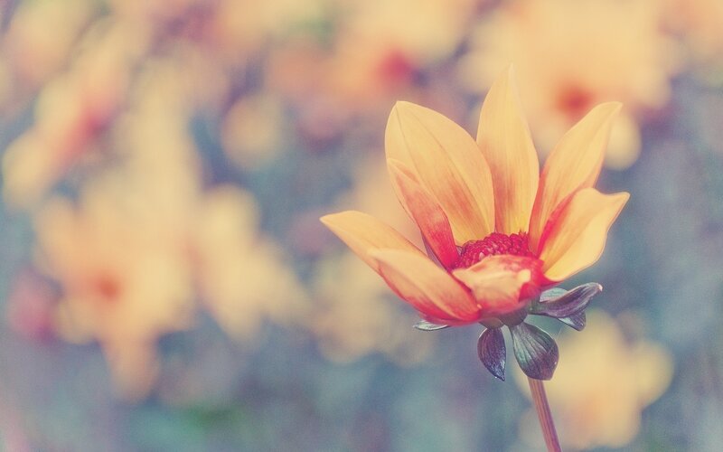 Yellow Dahlia Flower — Serene, Photograph, Stem