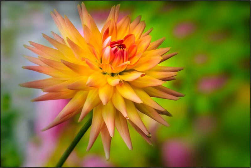 Yellow Dahlia Flower — Serene, Photograph