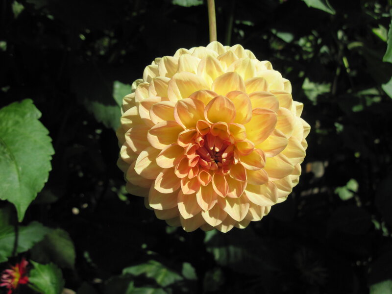 Yellow Dahlia Flower — Serene