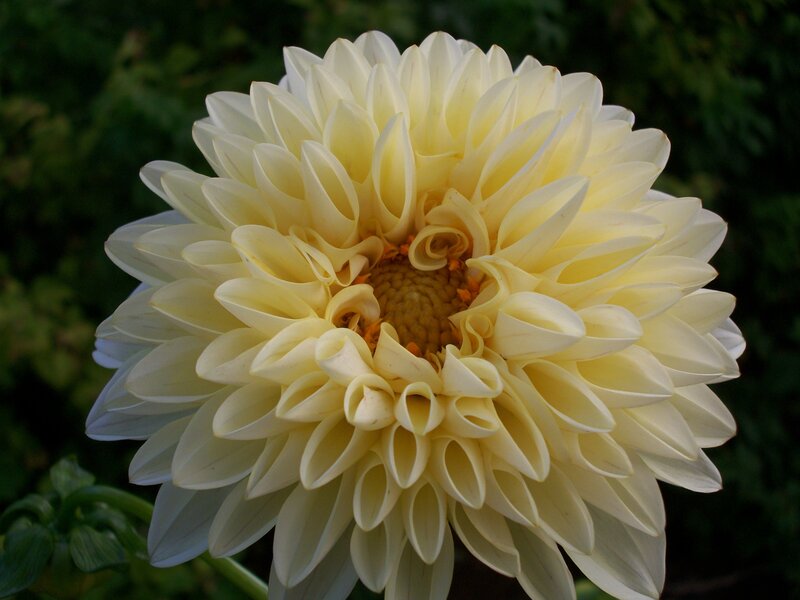 Yellow Dahlia Flower — White, Calm
