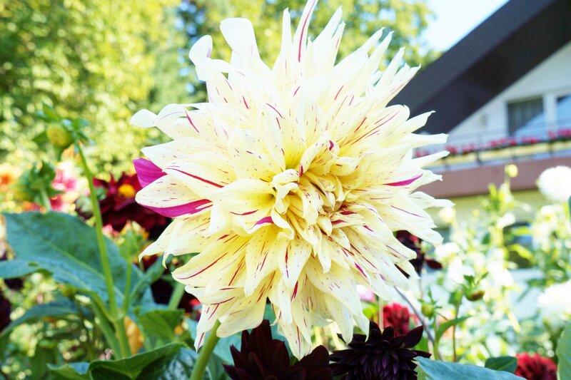 Yellow Dahlia Flower — White