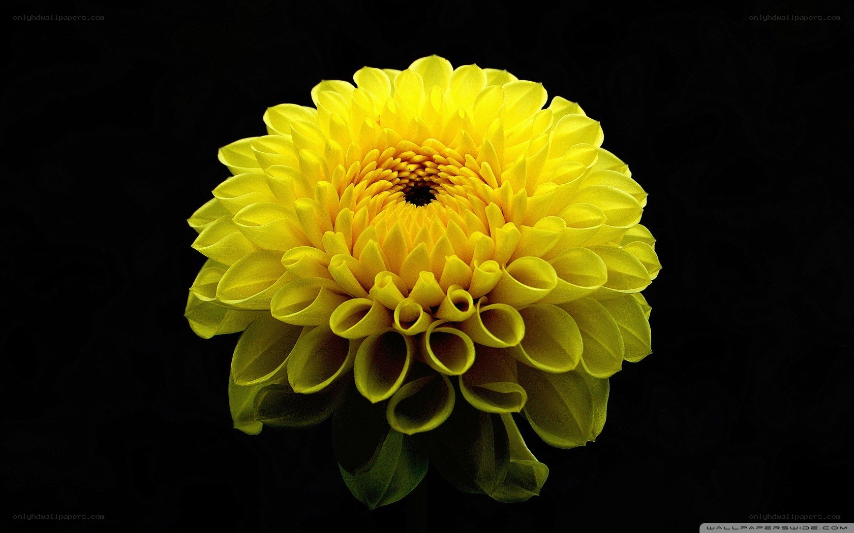 yellow dahlia flower