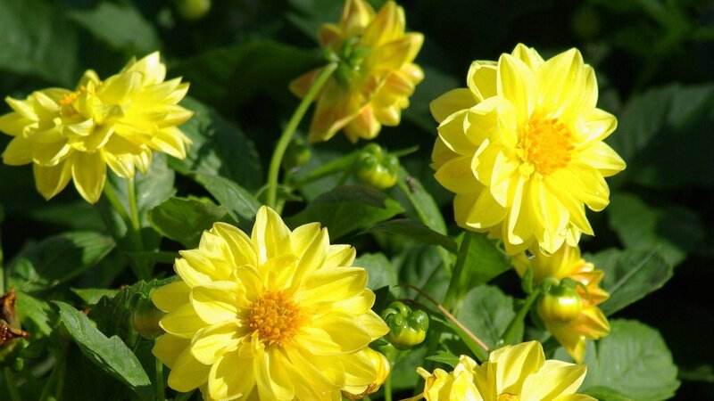 Yellow Dahlia Flowers — Bright