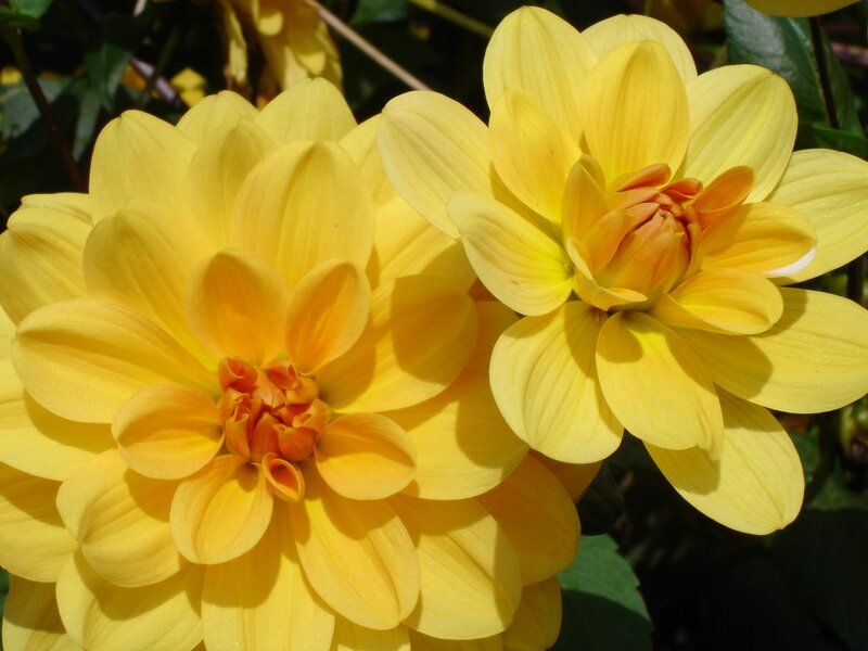 Yellow Dahlia Flowers — Calm, Afternoon