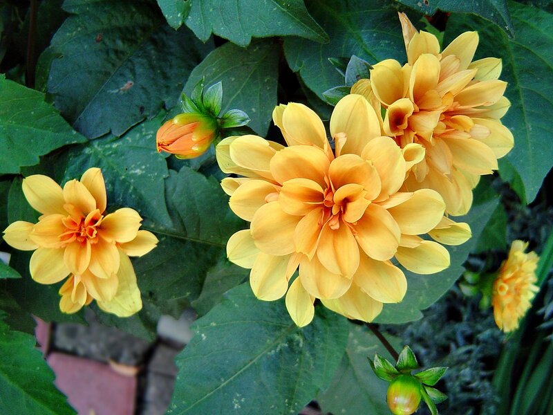 Yellow Dahlia Flowers — Calm