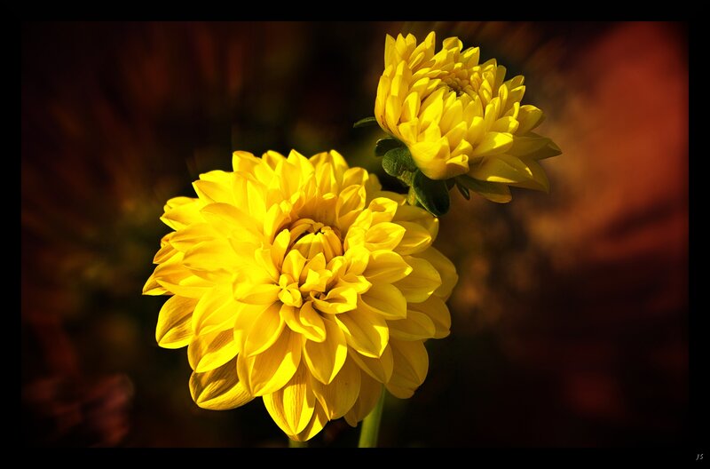 Yellow Dahlia Flowers — Dramatic