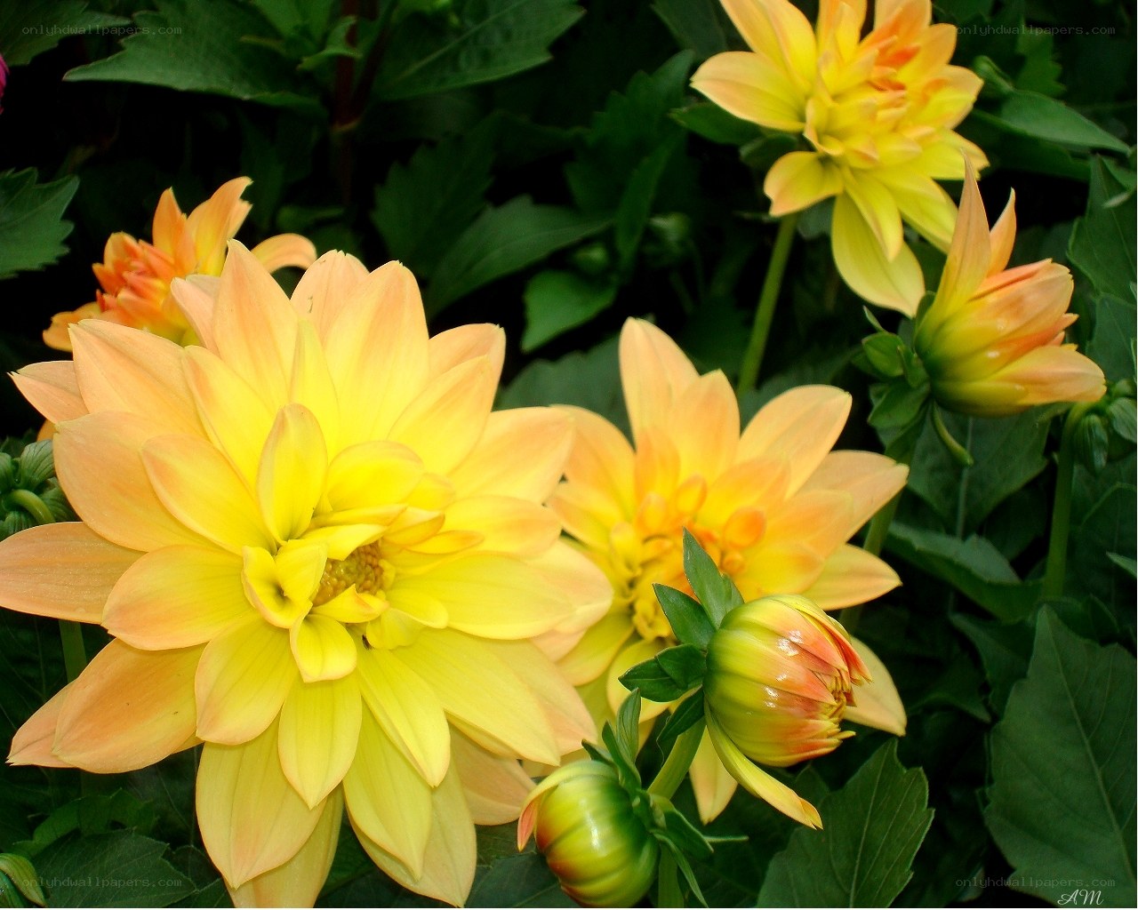 Yellow dahlia flowers in bloom