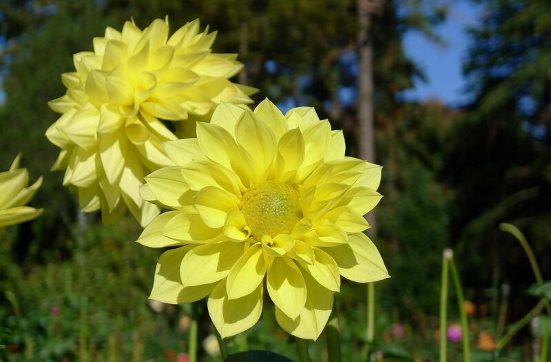 Yellow dahlia flowers in garden