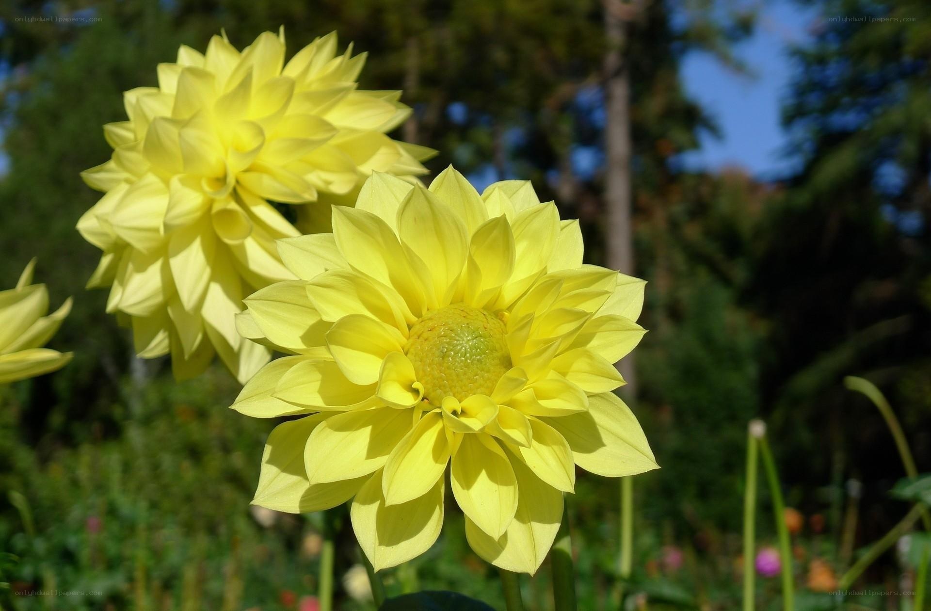 Yellow dahlia flowers in garden