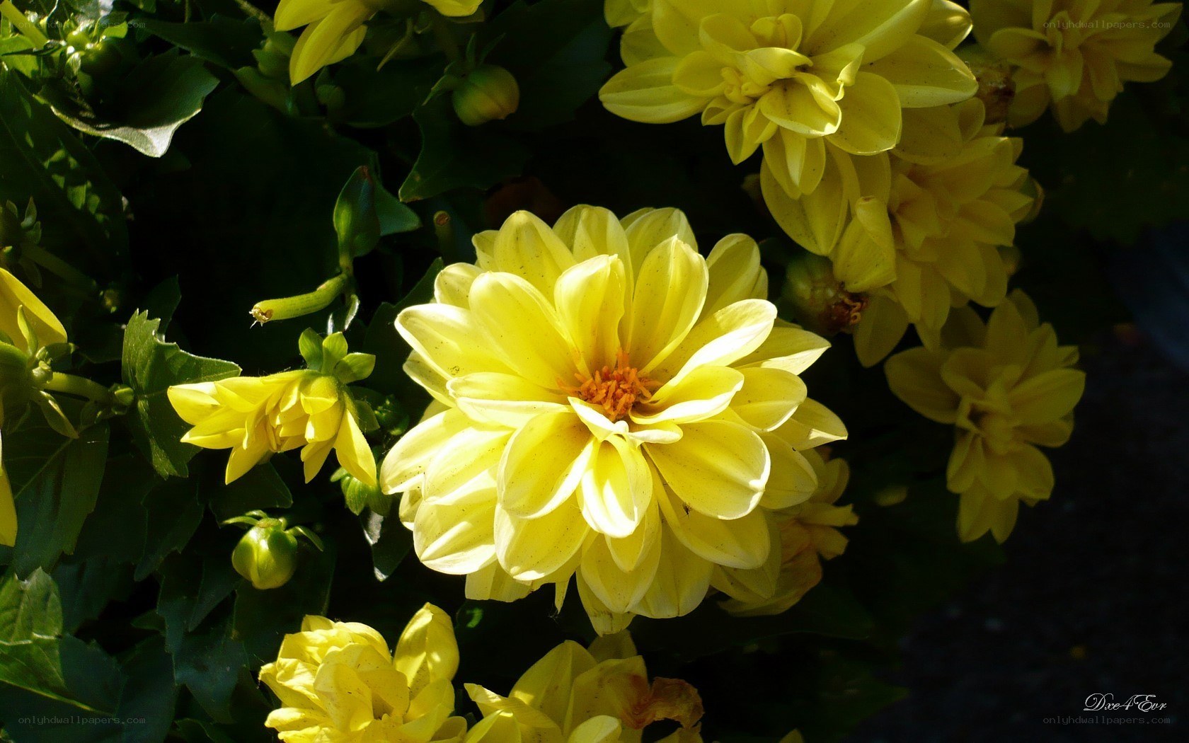 Yellow dahlia flowers in sunlight